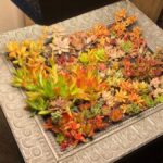 The Art of Arranging Suçculent: Creative Displays for Every Space
