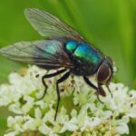 Don’t Squish It! How to Remove Insects from LCD Monitors