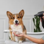 5 Benefits of Seeking Professional Pet Grooming Services