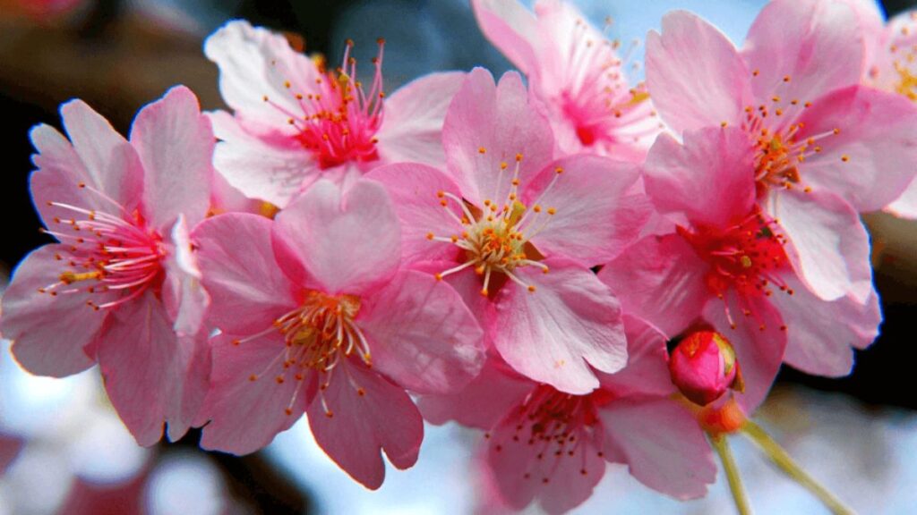 Exploring the Beauty of CherrySakura: A Cultural Icon