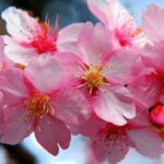 Exploring the Beauty of CherrySakura: A Cultural Icon