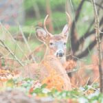 How Viltnemnda Shapes Local Conservation Efforts: A Closer Look