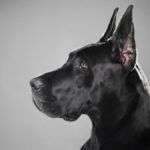 Understanding Asa Danes: The Gentle Giants of the Dog World