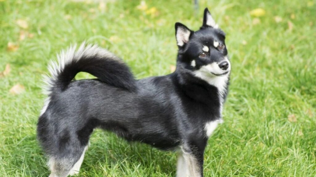 Pomerusky Dog Guide: Temperament, Care, Training, Costs, and Ownership Tips