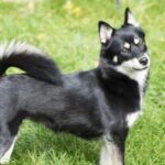 Pomerusky Dog Guide: Temperament, Care, Training, Costs, and Ownership Tips