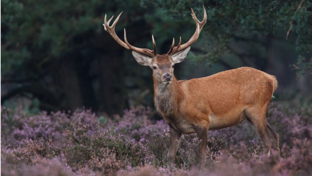 The Life Cycle of the Red Stag: From Fawn to Adult in the Wild