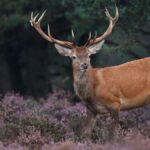 The Life Cycle of the Red Stag: From Fawn to Adult in the Wild