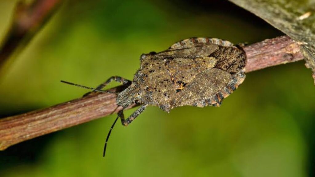 5 Fascinating Facts About Stinkbud That Will Surprise You